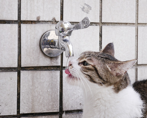 水素水が逆境の中、銀座にオープンした水素浴カプセル専門サロンとは