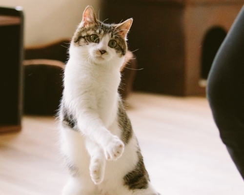 「江戸ねこ茶屋」両国駅前すぐに保護猫と遊べる“にゃんこカフェ”